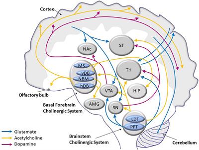 The Biology and Pathobiology of Glutamatergic, Cholinergic, and Dopaminergic Signaling in the Aging Brain